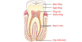 Cần tuyển: 1/ ĐIỀU TRỊ ,BÁC SĨ RĂNG HÀM MẶT, YS,YS RHM - Số lượng : 2
