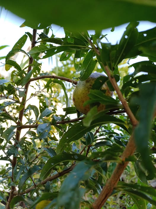 Cần tuyển phụ tá nha khoa làm việc tại Gò Vấp