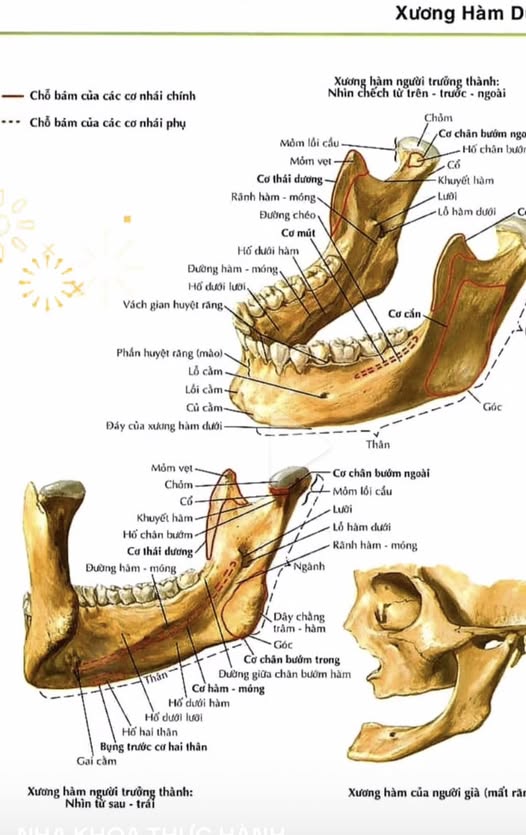 cần tuyển 1 nữ phụ tá có hoặc chưa có kinh nghiệm.